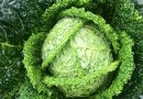 Savoykål – den grønne skat for dit helbred